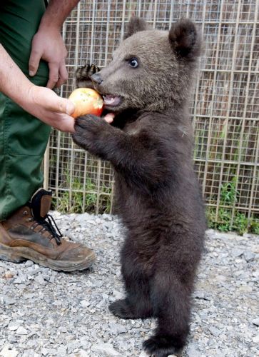 Το δικό τους νηπιαγωγείο, αλλά και γηροκομείο, έχουν οι αρκούδες της Ρουμανίας