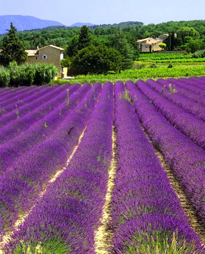 Αρωματικά Φυτά: ο γιατρός στον κήπο μας