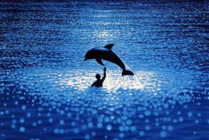 Πέθανε το δελφίνι του «Απέραντου Γαλάζιου»