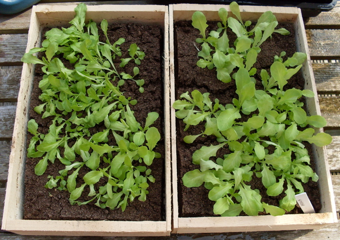 Καλλιεργώντας… τον λαχανόκηπό μας