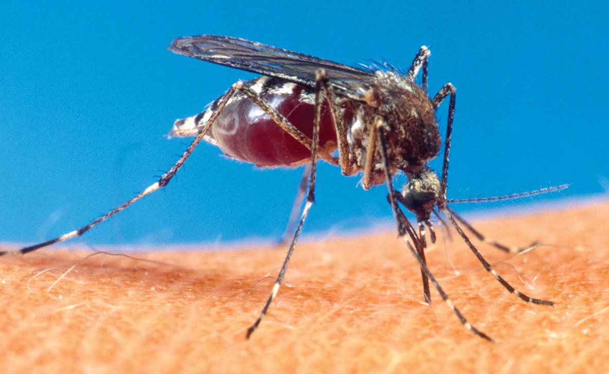 Δύο ασθενείς με βεβαρημένο ιατρικό ιστορικό υπέκυψαν στον ιό του Δυτικού Νείλου