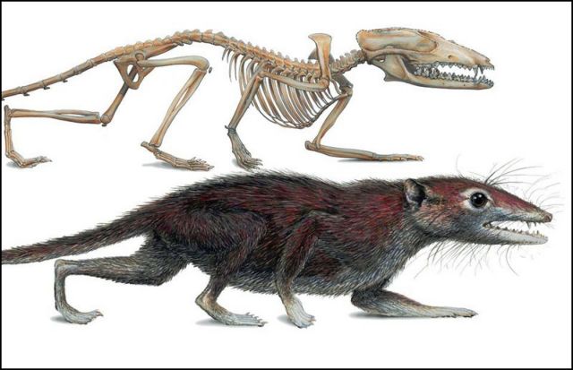 Άνθρωποι και καγκουρό χώρισαν τα τσανάκια τους από νωρίς