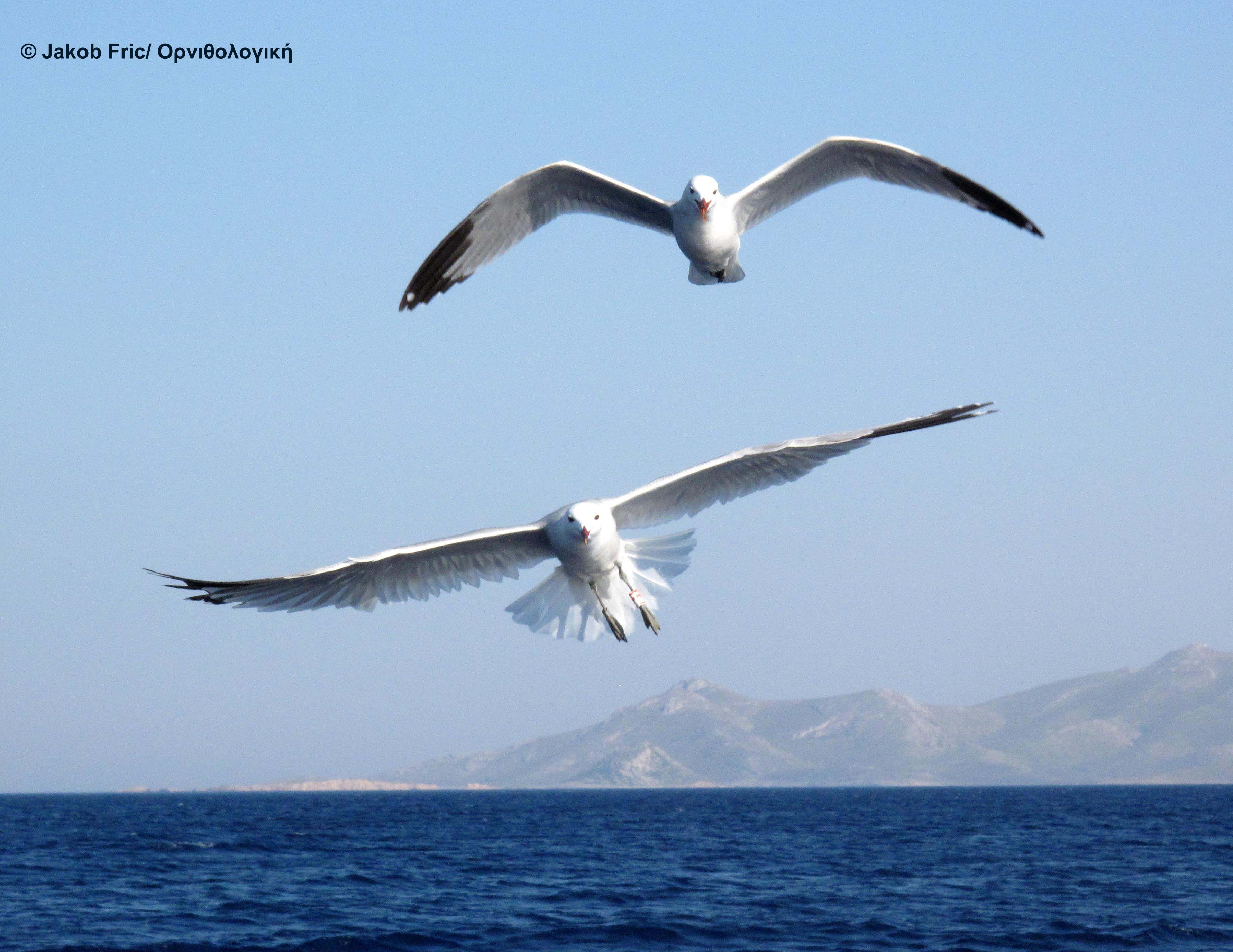 Ταξιδεύοντας με τα θαλασσοπούλια στο Αιγαίο