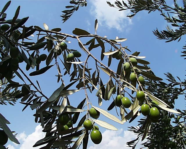 Η γιορτή «Ελιάς και Λαδιού» στην Σελλασία Λακωνίας, 6, 7 και 8 Αυγούστου 2011