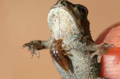 Πανούργο σκαθάρι βρέθηκε να τρώει τους θηρευτές του