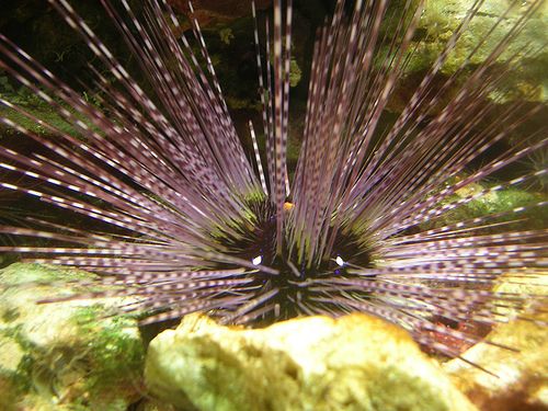 Τελικά οι αχινοί βλέπουν με τα αγκάθια τους