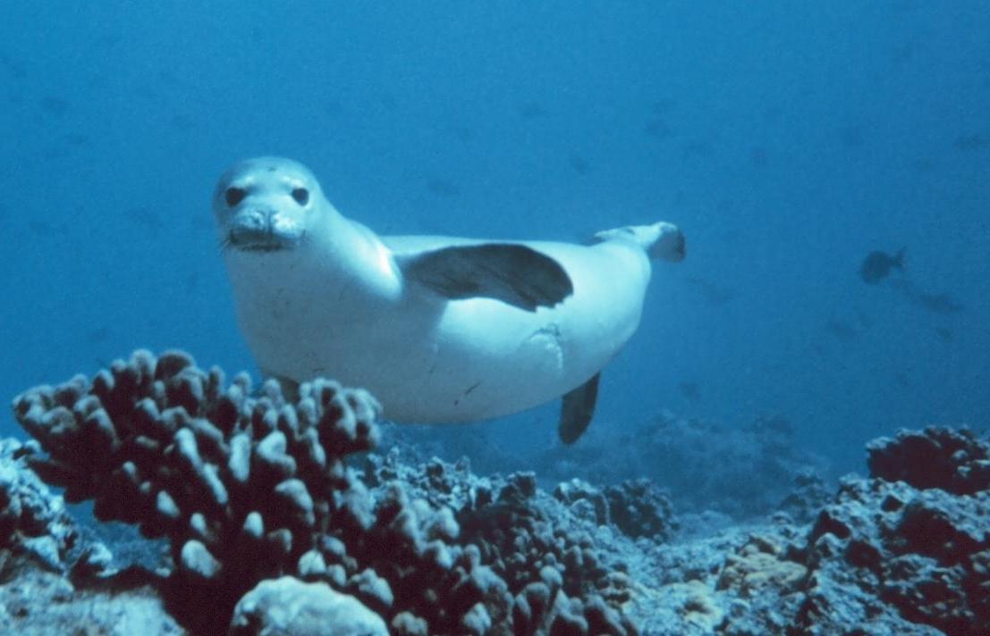 Ακόμα και στη Χαβάη, οι φώκιες Μονάχους περνούν δύσκολους καιρούς