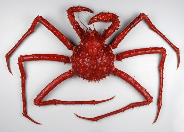 H θερμοκρασία ανεβαίνει,  η Ανταρκτική γεμίζει γιγάντια καβούρια