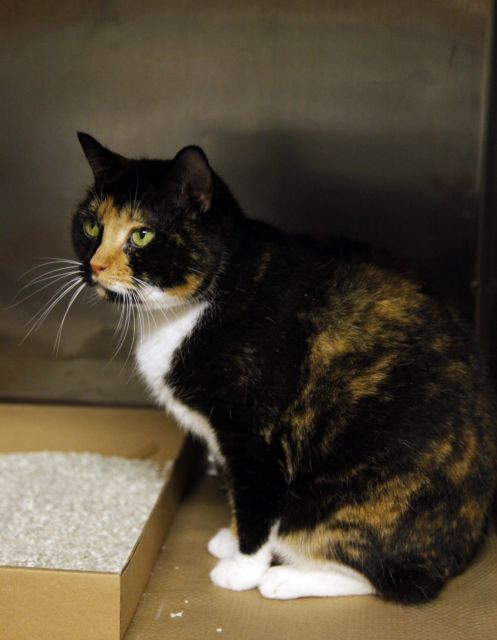 Γάτα που χάθηκε στο Κολοράντο βρέθηκε πέντε χρόνια μετά να κάνει βόλτες στο Μανχάταν