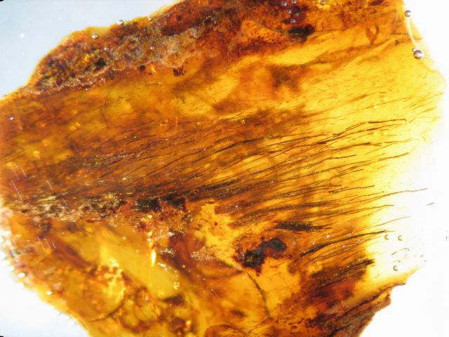 Χρωματιστά πούπουλα δεινόσαυρων βρέθηκαν σε κεχριμπάρι