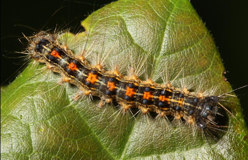 Φονικός ιός παίζει με το μυαλό των πεταλούδων