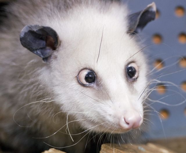 Πέθανε η Χάιντι, το οπόσουμ που έπασχε από στραβισμό