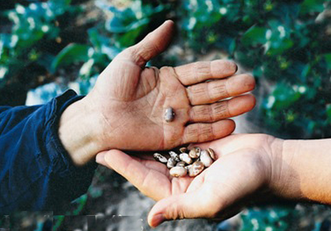 Το Πελίτι: το πρωτοπόρο δίκτυο στην προμήθεια σπόρων και ανταλλαγής αγαθών και υπηρεσιών