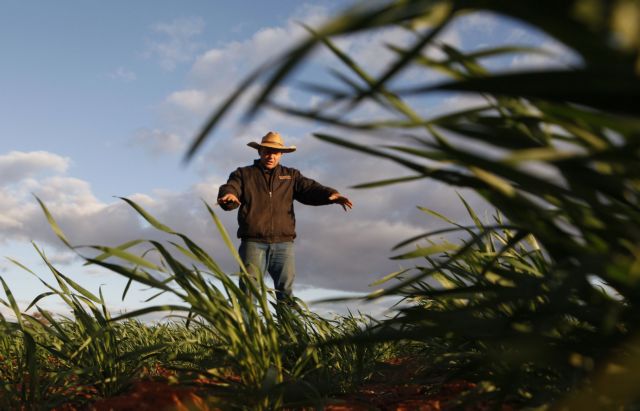 Τα επενδυτικά κεφάλαια αυξάνουν τα πονταρίσματα στα αγροτικά εμπορεύματα