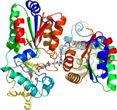 Αμφισβητείται ο ρόλος πρωτεϊνών στην αύξηση του προσδόκιμου επιβίωσης