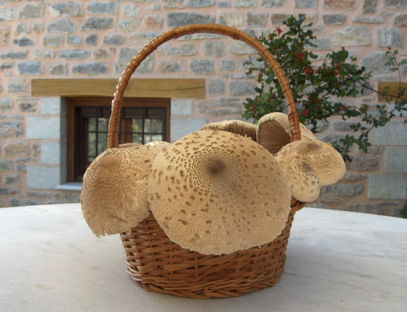 Ανακαλύψτε τα μανιτάρια σε 5 φθινοπωρινά Σαββατοκύριακα στο Πήλιο