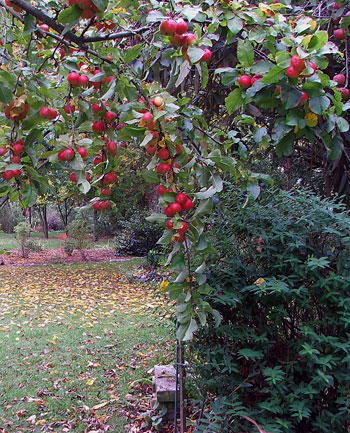 Κήπος: Φροντίδες του Φθινοπώρου
