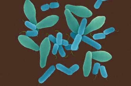 Ταπεινό βακτήριο του εδάφους γίνεται όπλο κατά του καρκίνου