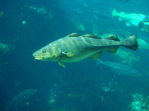 Μείωση των αλιευμάτων προτείνει η Κομισιόν για να προστατευτούν οι πληθυσμοί