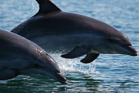 Τα δελφίνια του Αμβρακικού «αντιλαμβάνονται την έννοια του θανάτου»