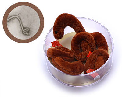 Πρωτεΐνη προστατεύει τον οργανισμό από τον ιό Έμπολα