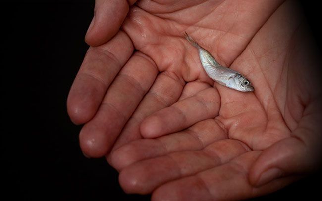 H νέα online εκστρατεία της Greenpeace για την προστασία των ελληνικών ψαριών