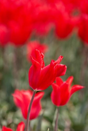 Οι ολλανδικές τουλίπες μαραίνονται στη Ρουμανία λόγω… Σένγκεν