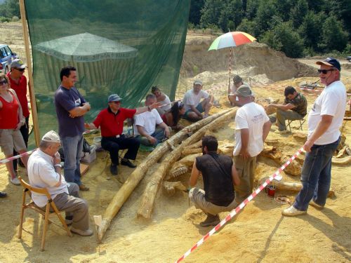 Προϊστορικούς χαυλιόδοντες έφεραν στο φως εργασίες της ΔΕΗ στη Μεγαλόπολη