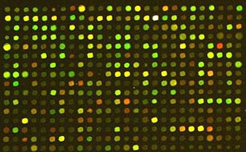 Μετά τα ταχυδρομικά περιστέρια, τα μεταλλαγμένα ταχυδρομικά βακτήρια