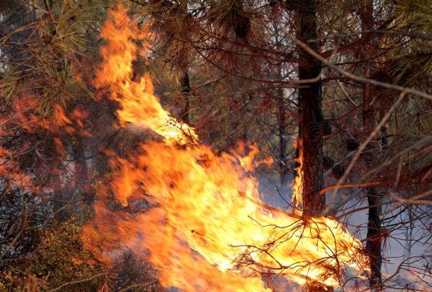 Υπό μερικό έλεγχο η πυρκαγιά στο Μαίναλο Αρκαδίας