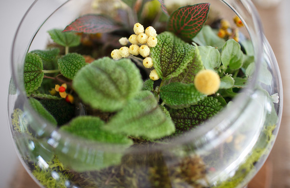 Κήπος: Πώς να φτιάξετε ένα Terrarium