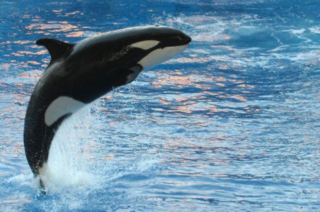 Οι όρκες της Ανταρκτικής ταξιδεύουν για σπα στους τροπικούς