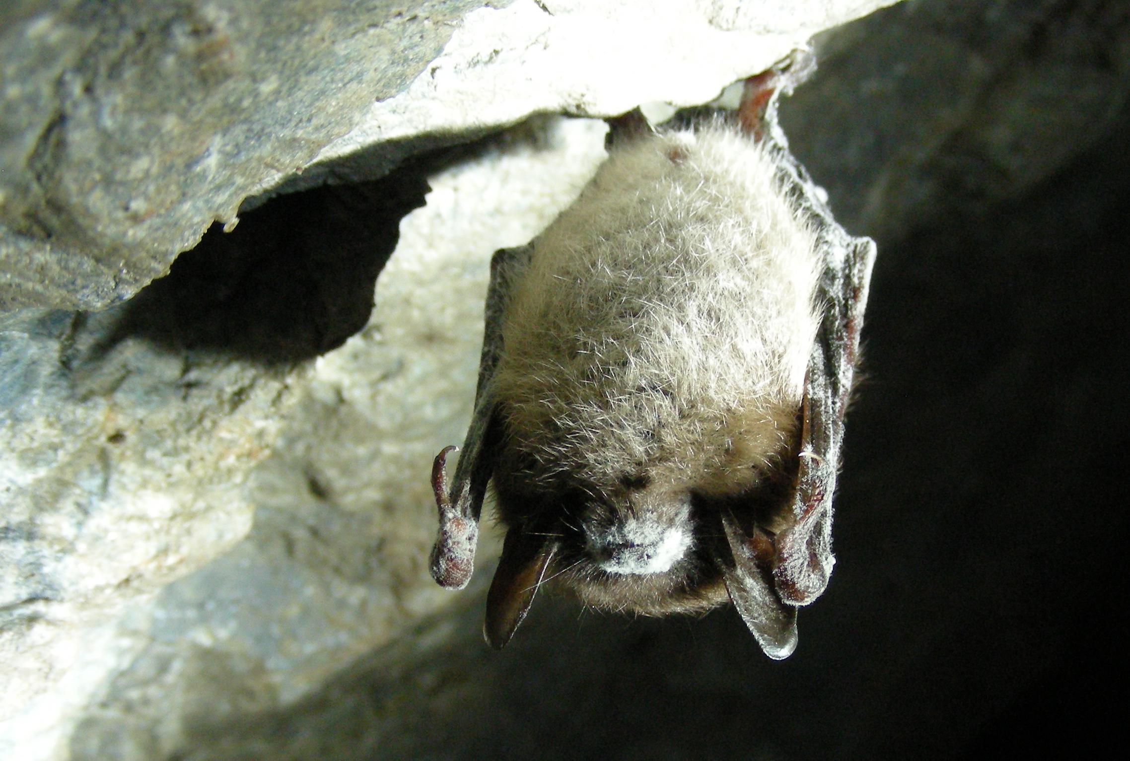Επιβεβαιώνεται η αιτία της επιδημίας που αποδεκατίζει νυχτερίδες της Αμερικής