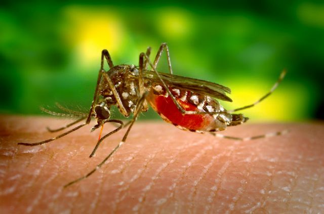 «Μεταλλαγμένα» κουνούπια απελευθερώθηκαν για πρώτη φορά στη φύση