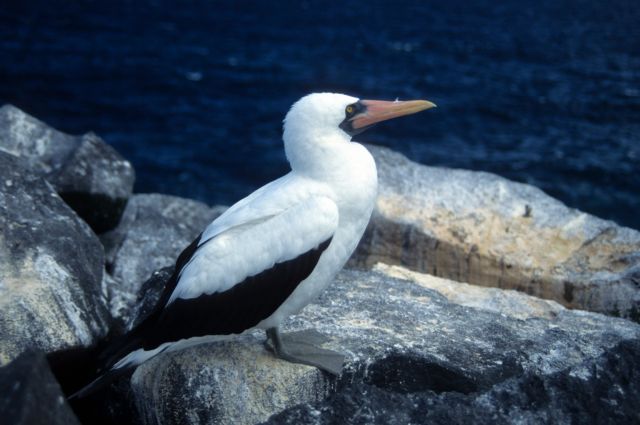 Η βία ανατρέφει βία, επιβεβαιώνει μελέτη σε πτηνά