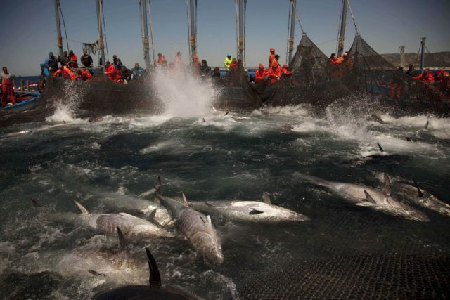 Τα παχυντήρια τόνου στη Μεσόγειο «πωλούν περισσότερα ψάρια από ό,τι δηλώνουν»