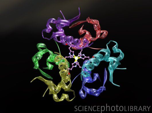 Γονιδιακή μετάλλαξη συντελεί στην εκδήλωση σπάνιας μορφής υπογλυκαιμία