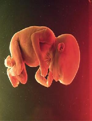 Ο 5ος μήνας της εγκυμοσύνης