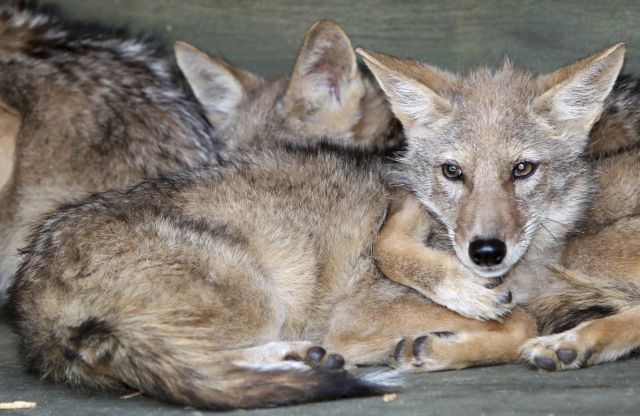 Κλωνοποιημένα κογιότ παρουσίασε ο έκπτωτος γενετιστής Χουάνγκ Γου-Σουκ