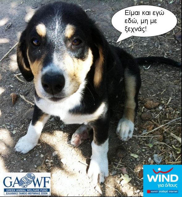 Δράση της Wind με αφορμή την Παγκόσμια Ημέρα των Ζώων