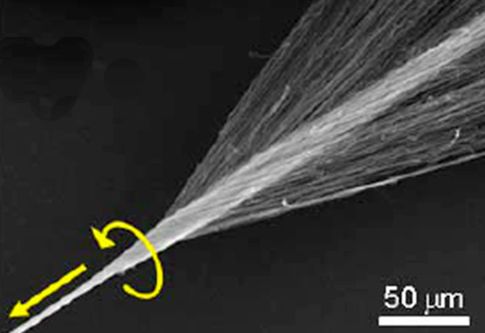 Τεχνητοί μύες από νανοσωλήνες θα έκαναν τα χταπόδια να ζηλέψουν