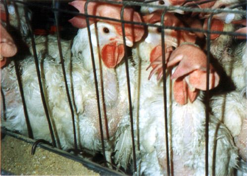 Τα αβγά από κλωβοστοιχίες θα απαγορευτούν, επιμένει η ΕΕ