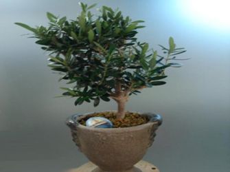 Κήπος: Φυτέψτε μια ελιά στο μπαλκόνι σας