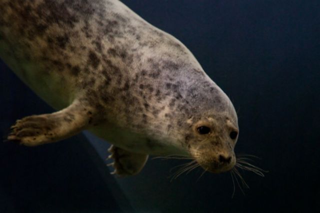Μυστηριώδης ασθένεια σκοτώνει φώκιες της Αρκτικής