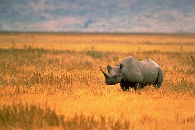 H λαθροθηρία οδηγεί σε εξαφάνιση τρία υποείδη ρινόκερου