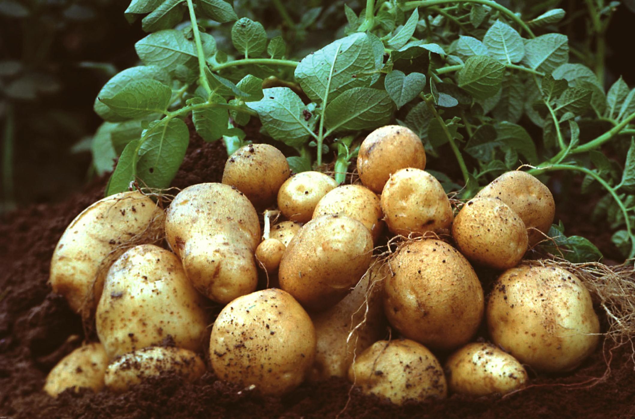Ανθεκτική «μεταλλαγμένη» πατάτα της BASF ζητά έγκριση στην ΕΕ