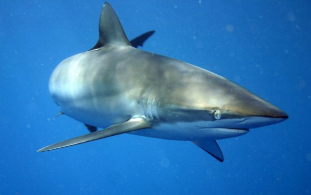 «Ανεπαρκή» τα νέα μέτρα για τους τόνους και τους καρχαρίες της Μεσογείου