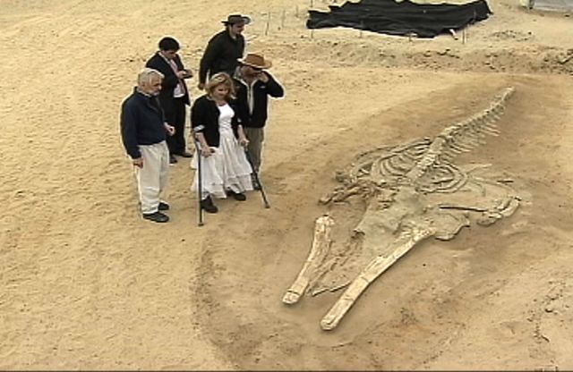 Νεκροταφείο απολιθωμένων φαλαινών αποκαλύφθηκε στην έρημο Ατακάμα
