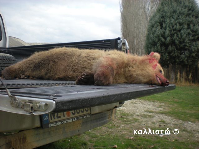 Ακόμα μια αρκούδα σκοτώθηκε στο δρόμο Σιάτιστας-Κρυσταλλοπηγής