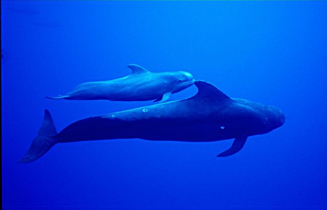 Έρευνα για τη γλώσσα των φαλαινών ζητά τη βοήθεια του κοινού